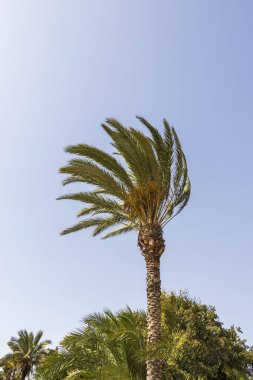 Rüzgarda sallanan uzun bir palmiye ağacı açık mavi gökyüzüne karşı. Sahne, yaz tatili teması ya da açık hava eğlencesi için ideal bir tropikal ortam yakalıyor..