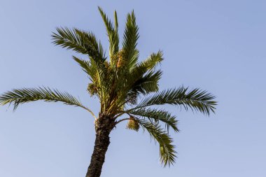 Arka planda açık mavi gökyüzü olan uzun bir palmiye ağacı canlı yeşil yapraklar ve tropikal iklimleri ve boş zamanları sembolize eden meyve kümeleri sergiliyor..