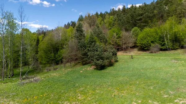 Serin bir orman ortamında yemyeşil bir manzara sergiliyor. Mavi gökyüzü ve dağınık bulutlar güneşli bir günde doğanın huzurunu vurgular..