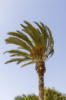 Uzun palmiye ağaçları, berrak mavi gökyüzüne hafifçe sallanarak sakin bir tropikal atmosferi taşır; yaz tatili plajı veya rahatlama temaları için idealdir.