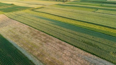Değişen yeşil ve altın tonlarıyla canlı tarım alanlarının havadan görünüşü. Bu manzara, tarım sezonunda kırsal kesimin özünü yakalar..