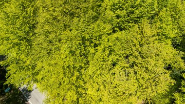 İlkbahar boyunca canlı yeşil ağaç tepelerinin havadan görünüşü dolambaçlı bir yolun yakınındaki bir ormanın doğal güzelliğini ve yemyeşil bitki örtüsünü gözler önüne seriyor..