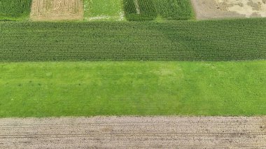 Parlak güneş ışığı altında tarım arazilerinin ve ürün çeşitliliğinin güzelliğini gösteren çeşitli yeşil ve kahverengi tonlarıyla canlı tarım alanlarının havadan görünüşü.