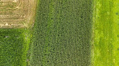 Çeşitli yeşil alanların havadan görünüşü çeşitli ürün sıralarını ve toprak dokularını gösteriyor. Manzara, büyümeyi ve beslenmeyi sembolize eden tarım kültürlerini vurguluyor..