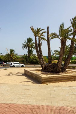 Alicante İspanya - 13 Temmuz 2025: İyi bakımlı bir meydanda bulunan palmiye ağaçları, boş zaman ve turizm için ideal açık mavi gökyüzüne karşı yemyeşil alanlar sergiliyor.