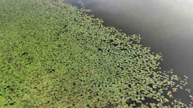 Suyun sakin gövdesinin havadan görünüşü kısmen canlı yeşil nilüferlerle kaplı. Su yüzeyinde yansımaları olan sakin doğal bir manzara yaratıyor..
