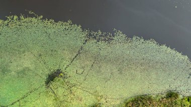 Ekolojik bir manzara sunan alglerle kaplı yemyeşil bir göletin havadan görünüşü. Güneş ışığı suyun yüzeyinde yansımalar yaratır ve doğal güzelliği arttırır..