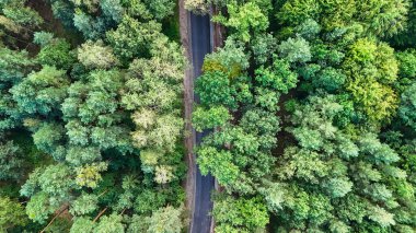 Yemyeşil bir ormanı kesen dolambaçlı bir yolun havadan görünüşü. Canlı yapraklar, doğanın güzelliğini vurgulayan gündüz vakti yeşilin çeşitli tonlarını sergiliyor..