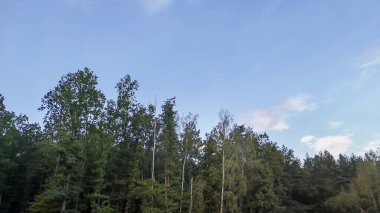 Berrak mavi gökyüzünün altındaki sık bir orman manzarasının manzarası yemyeşil ağaçlar ve çeşitli yapraklar sergiliyor. Doğa temalı projeler ve açık hava promosyonu için ideal.