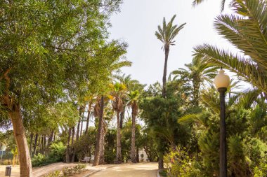 Alicante Spain - 13 Temmuz 2025: Palmiye ağaçları ve bereketli yeşillik, sakin bir park ortamında güneşli bir yol çerçevesi oluşturarak rahatlama ve açık hava aktivitelerine davetiye çıkarıyor.
