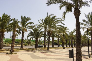 Alicante İspanya - 13 Temmuz 2025: Alicante 'de rüzgarda hafifçe sallanan palmiye ağaçlarının manzarası güneşli hava ve tropikal ambiyansı sergiliyor.