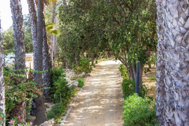 Alicante İspanya - 13 Temmuz 2025: Alicante 'deki sakin bir bahçeye uzanan palmiye ağaçları ve yemyeşil yollarla kaplı sakin patika dinlenmek için mükemmel.