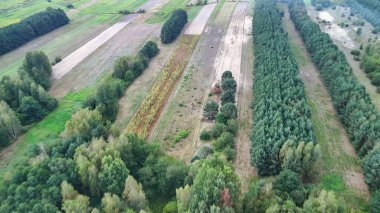 Kırsal bir alanda ağaçlara bölünmüş canlı yeşil ve altın renkleri gösteren tarımsal alanlar doğanın ve tarım arazilerinin güzelliğini vurguluyor..