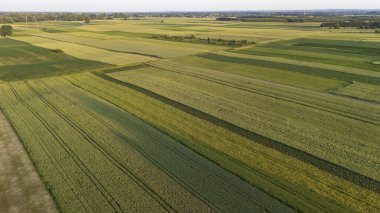 Temiz bir gökyüzü altındaki uçsuz bucaksız yeşil alanlar tarımsal desenler ve dokular sergiliyor. Sahne, yazın kırsal alanların güzelliğini vurguluyor..