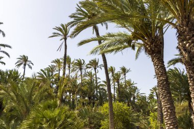 Berrak gökyüzüne karşı yemyeşil palmiye ağaçları tropikal bir vaha atmosferi yaratıyor. Sıcak bir ortamda rahatlama ve rahatlama çağrıştıran seyahat ve doğa temaları için ideal..