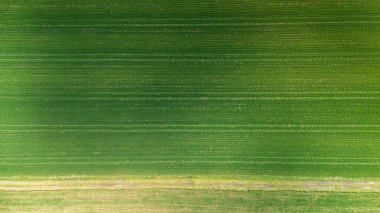 Canlı yeşil bir tarlanın havadan görünüşü tarımsal araziyi parlak gün ışığında düzenli sıra ekinlerle sergiliyor. Doğa ve çevre temaları için ideal.
