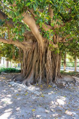 Geniş kökleri olan görkemli bir ağaç ve dingin bir park ortamında yemyeşil yapraklar. Doğa meraklıları için ideal peyzaj tasarımları veya çevre dostu kampanyalar.