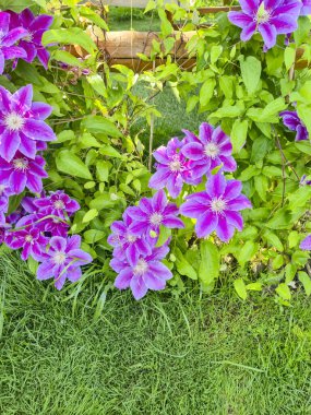 Canlı pembe klematis çiçekleri yemyeşil yaprakların arasında çiçek açar ve bir bahçede canlı bir manzara yaratır. Doğa meraklıları ve bahçıvanlık için mükemmel..