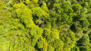 Yeşilin yemyeşil ormanının havadan görünüşü yoğun yapraklar ve doğal güzellikler sergiliyor. Bu canlı manzara, keşfi ve doğayla bağlantıyı davet ediyor..