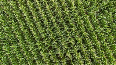 Bereketli yeşil alanlar, zengin bitki örtüsünü ve tarım güzelliğini gösteren canlı dokulu bir desen oluşturur. Çevre dostu temalar ve doğa temelli projeler için ideal.