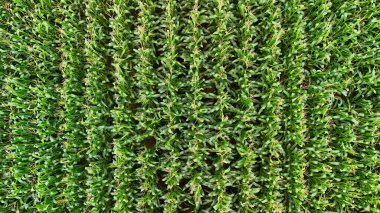 Eşit aralıklarla sıralanmış sağlıklı bitkilerle dolu yemyeşil bir mısır tarlasının havadan görünüşü. Canlı yeşillik, doğal güzelliği gösteren tarım verimliliğini ve büyümeyi sembolize ediyor..