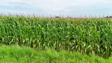 Bulutlu bir gökyüzünün altındaki yemyeşil mısır tarlasında hasada hazır sağlıklı ürünler sergileniyor. Titrek manzara, yaz mevsiminde tarımsal büyümeyi yansıtıyor.