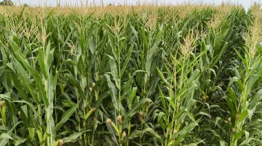 Yüksek saplı yemyeşil mısır tarlaları ve yükselen mısır başakları berrak gökyüzünün altında tarımsal büyümeyi sergiliyor yaz cömertliğinin ve mahsul üretiminin bir sembolü..