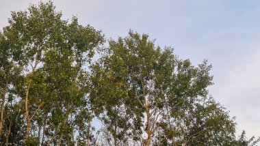 Akşam boyunca yumuşak bir gökyüzüne karşı yemyeşil ağaçlar. Yapraklar, doğanın güzelliğinin sakin bir atmosferle kusursuz bir şekilde harmanlandığını gösteriyor..