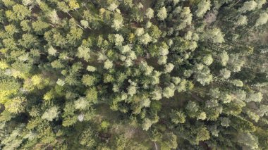 Yoğun ağaçlık bir ormanın havadan görünüşü yeşilin tonlarında çeşitli ağaçlar sergiliyor. Bu doğal manzara dokunulmamış doğanın ve biyolojik çeşitliliğin güzelliğini vurgular..