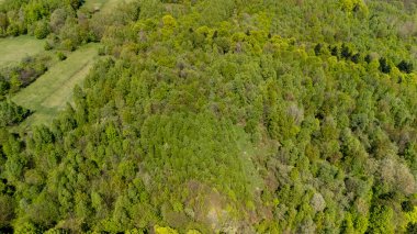 Bereketli yeşil orman tepelerinin hava manzarasında canlı ağaçlar ve çeşitli bitkiler görülüyor. Görüntü, doğal güzelliği yakalıyor. Huzurlu ve sakin bir atmosfer sağlıyor..