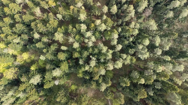Yoğun ağaçlık bir ormanın havadan görünüşü yeşilin tonlarında çeşitli ağaçlar sergiliyor. Bu doğal manzara dokunulmamış doğanın ve biyolojik çeşitliliğin güzelliğini vurgular..