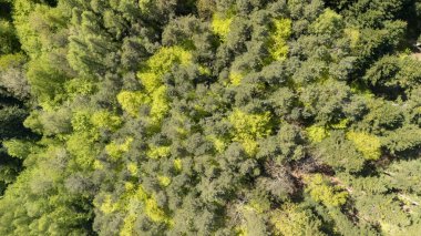 Yoğun bir ormanın havadan görünüşü yaprakların arasından süzülen zengin bir yeşil renk karışımı sunuyor. Doğal bir manzara ve sakin bir atmosfer yaratıyor..