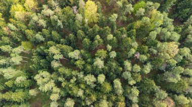 Yoğun, canlı bir ormanın havadan görünüşü, sağlıklı doğayı gösteren bol miktarda yeşil ağaç gösteriyor. Bu resim sahnesi sükunetin ve biyolojik çeşitliliğin özünü yakalıyor..