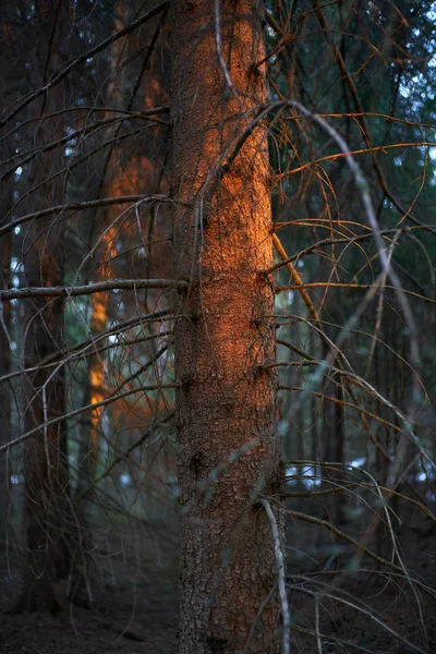 Puesta de sol en bosque oscuro — Foto de Stock