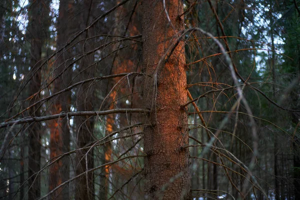 Pôr do sol na floresta escura — Fotografia de Stock