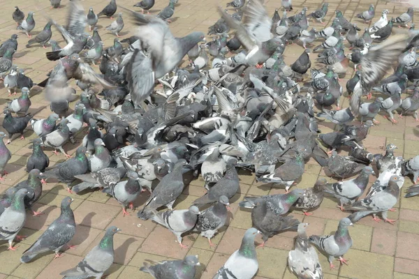 Large Cluster City Pigeons — Stock Photo, Image