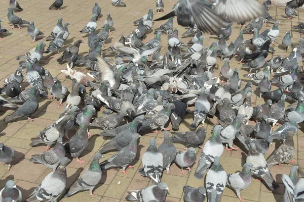Large Cluster City Pigeons — Stock Photo, Image