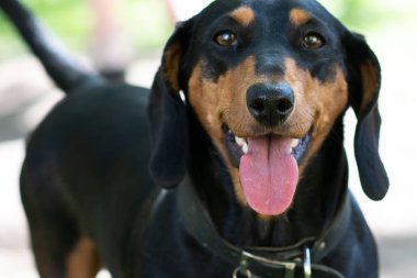 Parktaki kısa saçlı mutlu siyah ve bronz dachshund 'lar. bulanık görünüm ile yakın plan görüntü