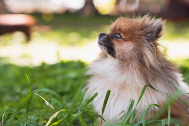 Mutlu Pomeranya tükürüğü çimenlerde oturuyor..