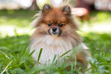 Mutlu Pomeranya tükürüğü çimenlerde oturuyor..