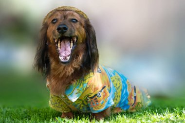 Saint-Petersburg, Rusya-26 Mayıs 2018: Mutlu kahverengi uzun saçlı ddachshund kostüm parkta. Mevsimlik arka plan
