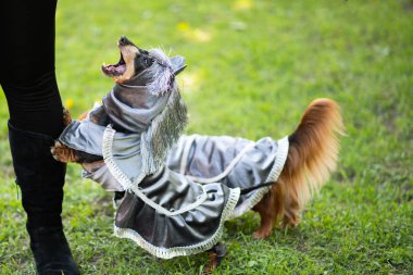 Saint-Petersburg, Rusya-26 Mayıs 2018: siyah ve tabaklamak kısa saçlı dachshund kostüm parkta