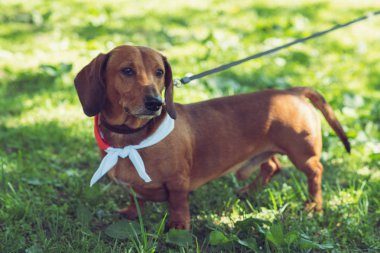 Parkta kahverengi kısa saçlı dachshund