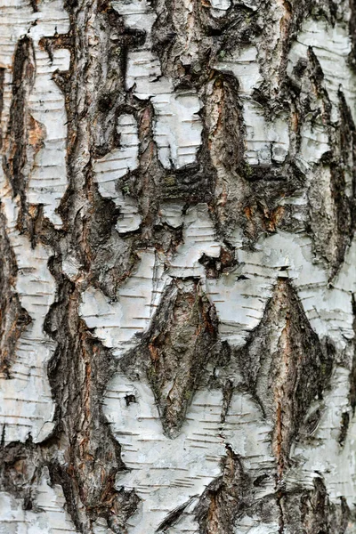 Starzejąca Się Biała Kora Tła Drzewa — Zdjęcie stockowe