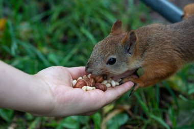 Kadın, sincabı elle besliyor ama parkta fındık var.