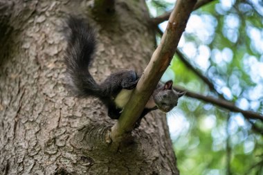 Ormandaki ağaçta oturan tuhaf siyah sincap.
