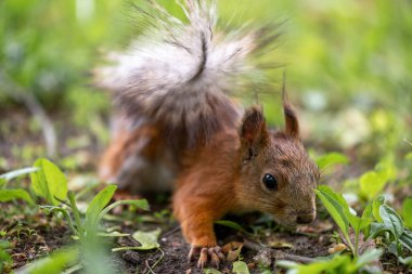 Kızıl sincap parkın çimlerinde oturuyor. Bokeh ile yakın plan görünüm