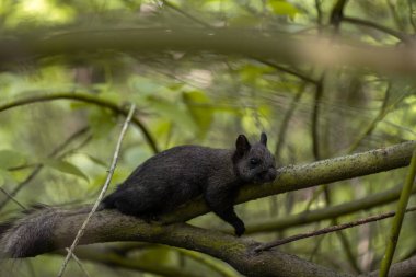 Yorgun siyah sincap ağaç dalında uyuyor.