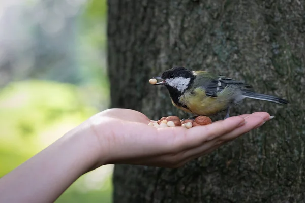 小さな鳥のひよこが市内の公園で人間の手からナッツを取る — ストック写真