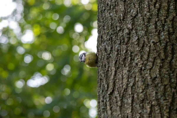 Small Bird Tit Sitting Tree Green Wood — Stock Photo, Image